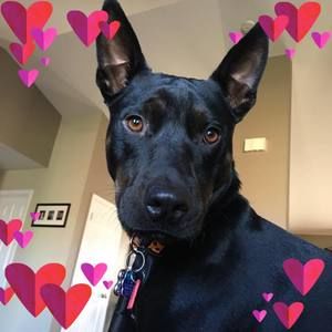 Meet your Posher, Liz